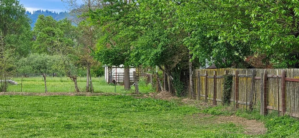 Bamboo-reed fence line on a working pasture property with hills in the background — Maples Landscaping, Mendocino County