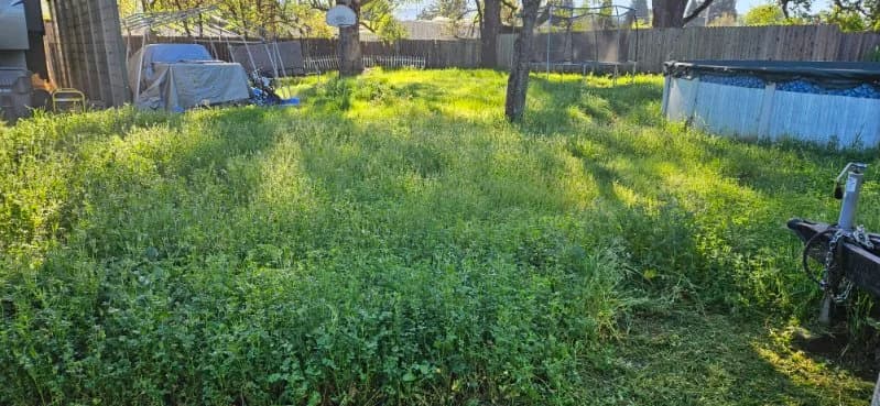 Overgrown backyard with knee-high weeds before weed-abatement clearing — Maples Landscaping, Mendocino County